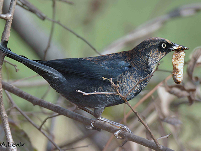 Rusty Blackbird by Alan Lenk